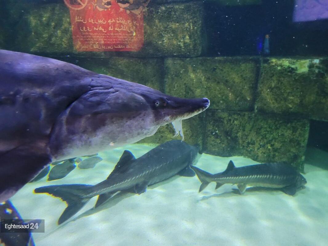 آکواریوم انزلی