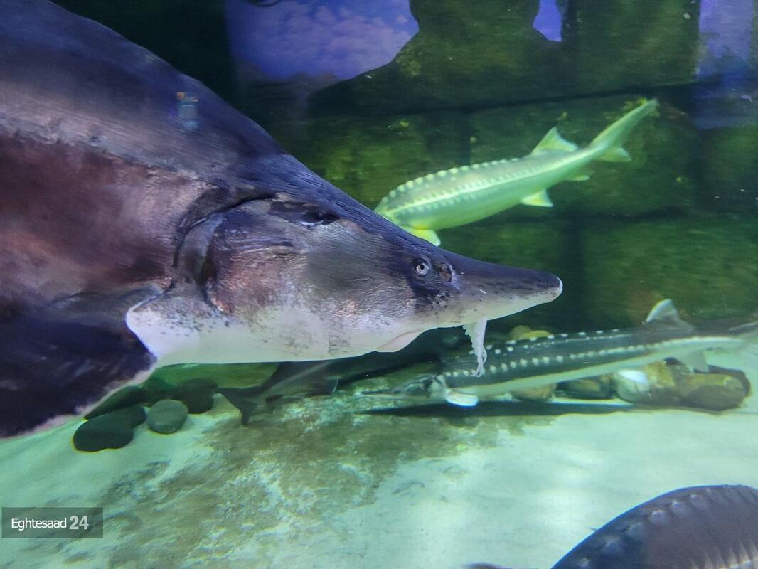 آکواریوم انزلی