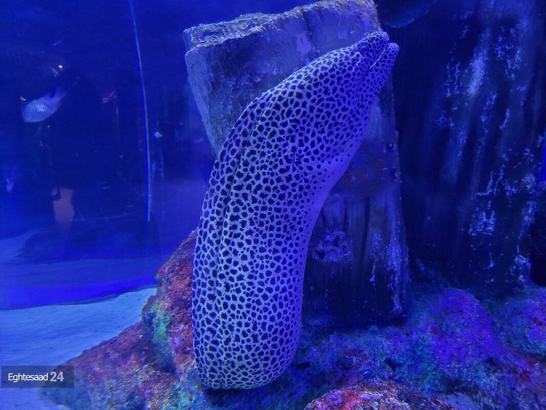 آکواریوم انزلی