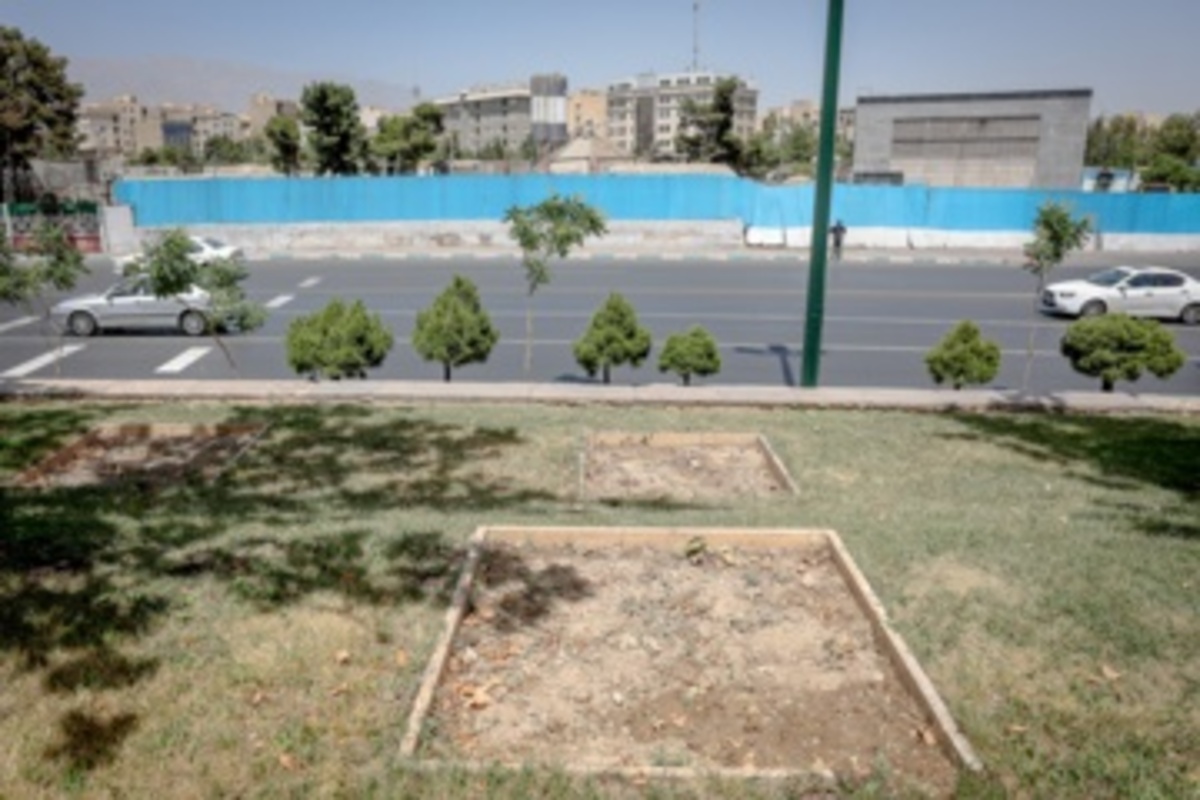 قطع سریالی درختان میدان آزادی