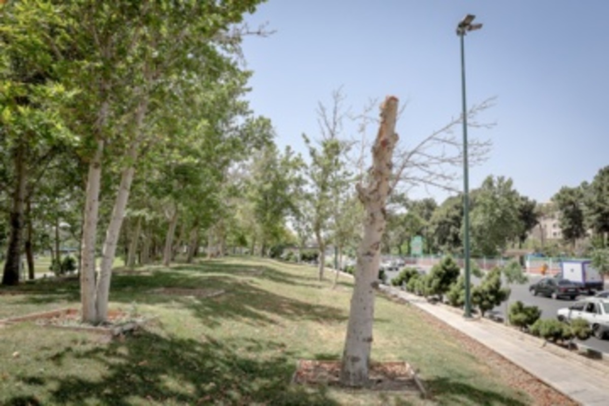 قطع سریالی درختان میدان آزادی