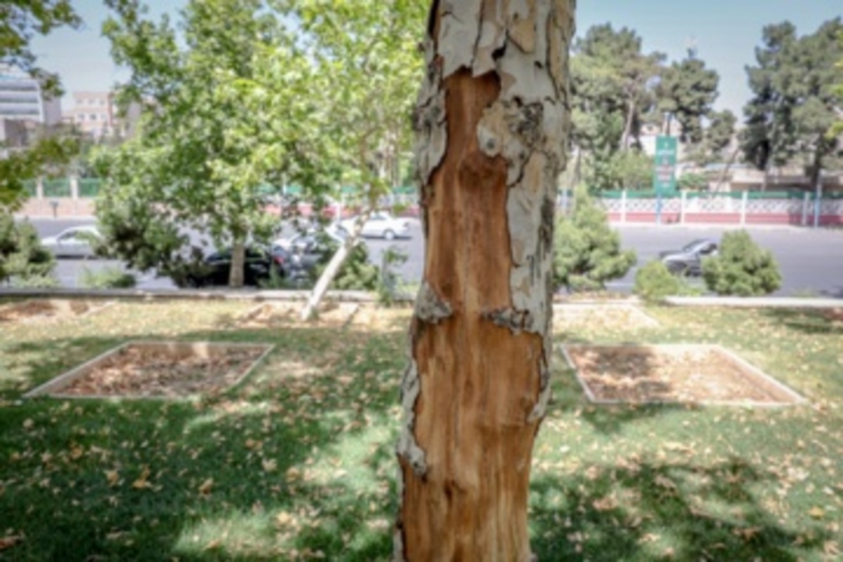 قطع سریالی درختان میدان آزادی