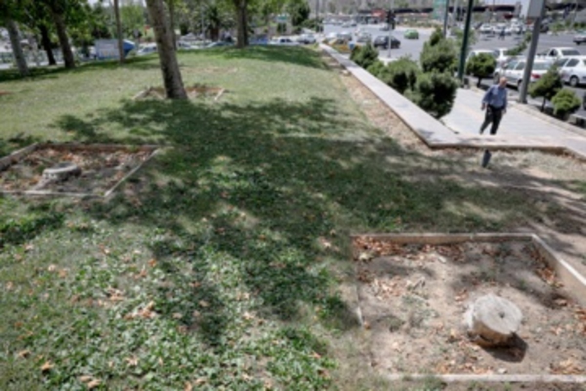 قطع سریالی درختان میدان آزادی