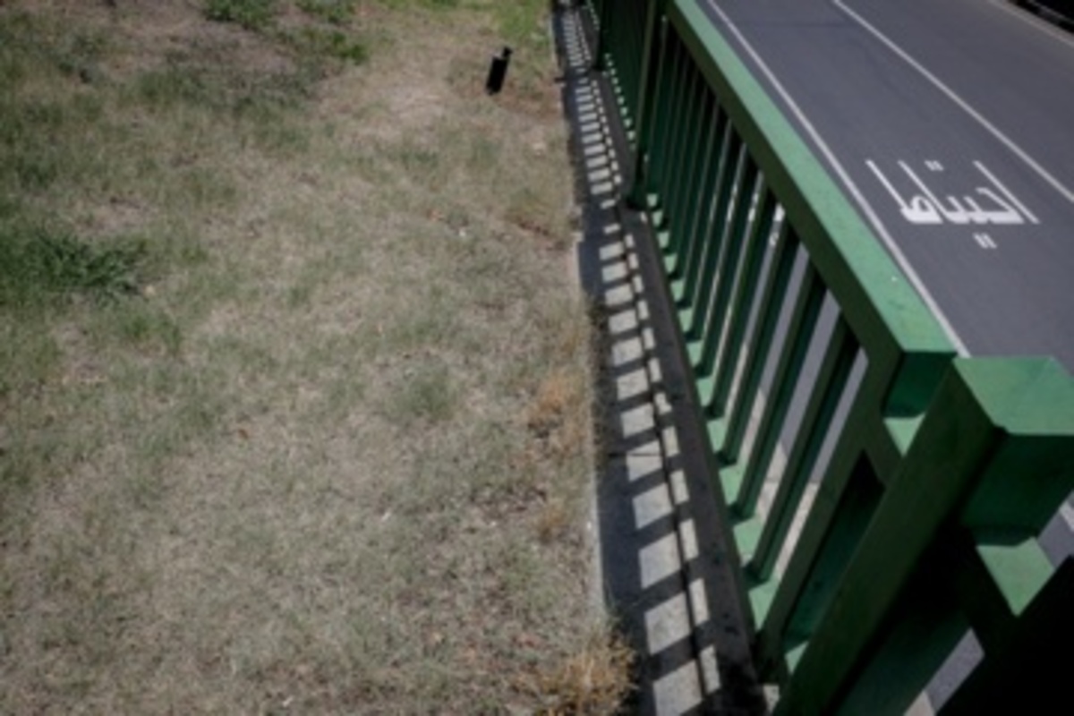 قطع سریالی درختان میدان آزادی