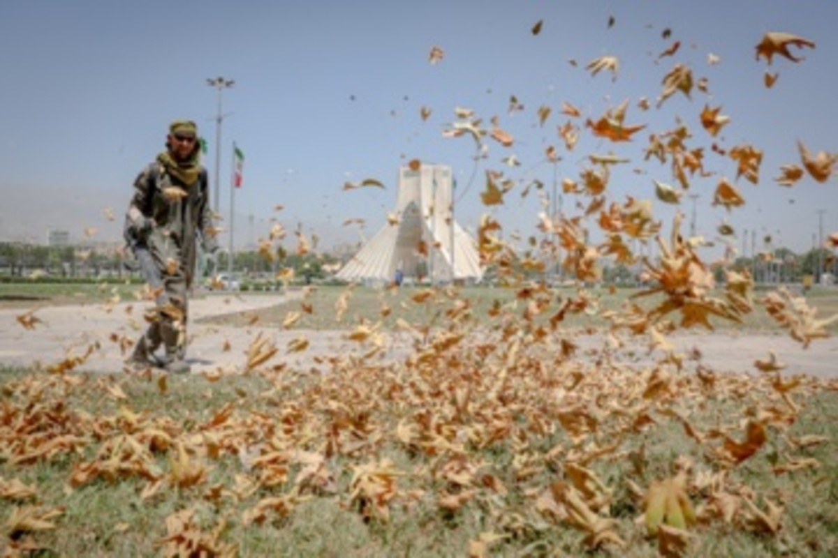 قطع سریالی درختان میدان آزادی