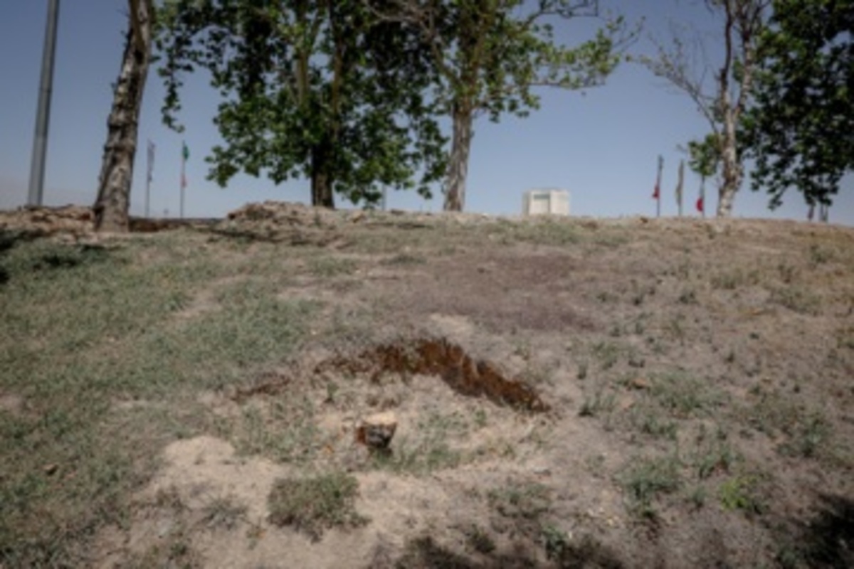 قطع سریالی درختان میدان آزادی