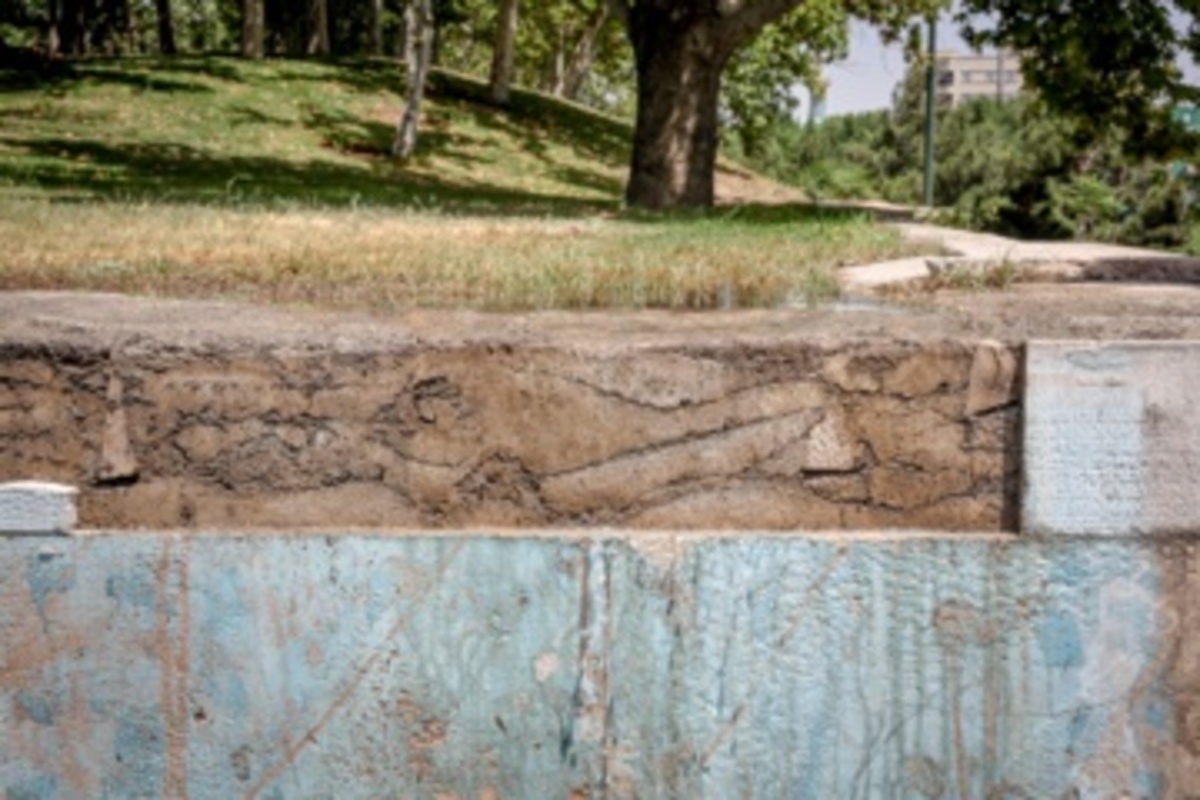 قطع سریالی درختان میدان آزادی