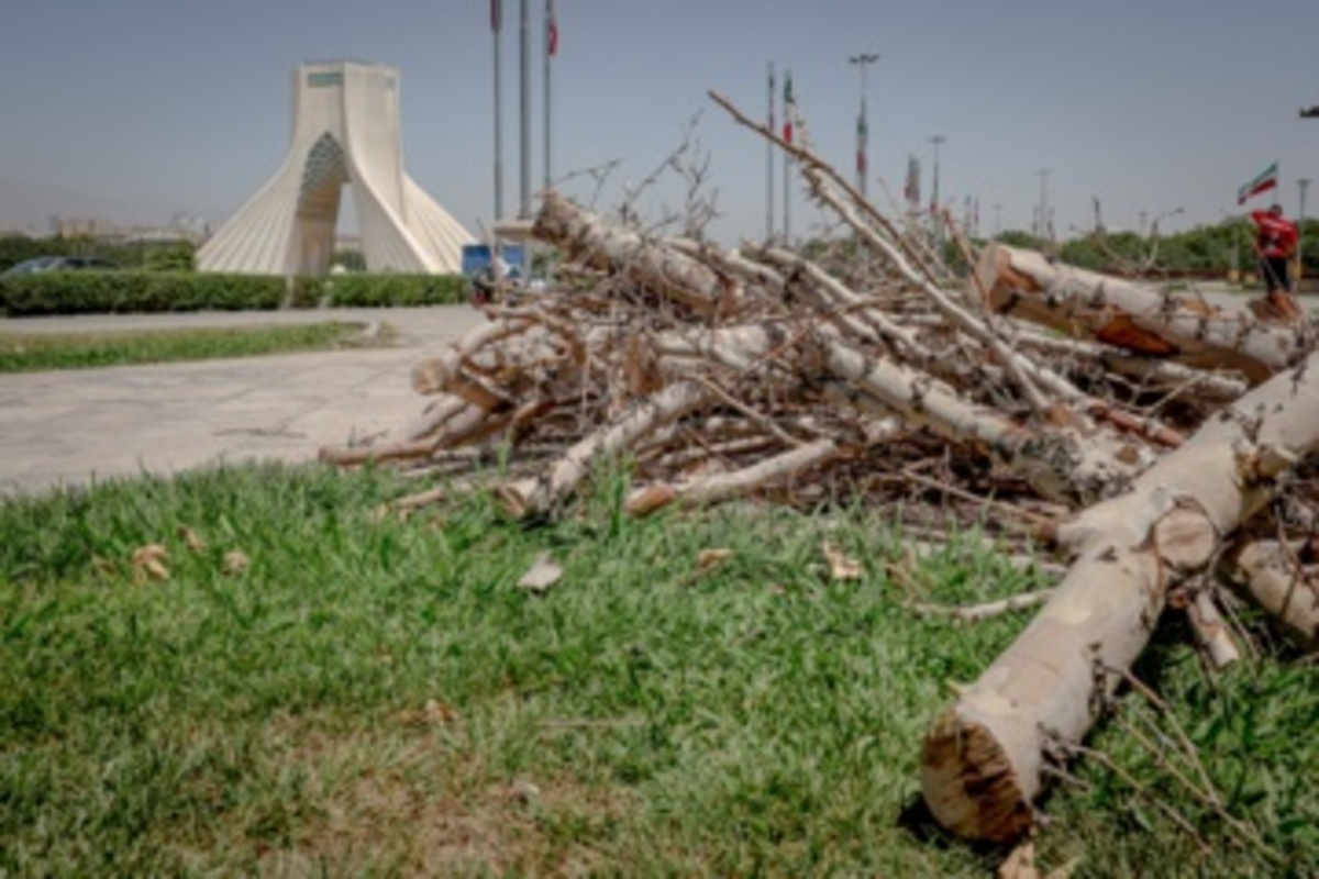 قطع سریالی درختان میدان آزادی