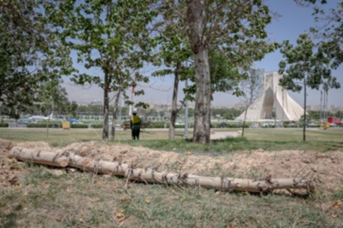 قطع سریالی درختان میدان آزادی