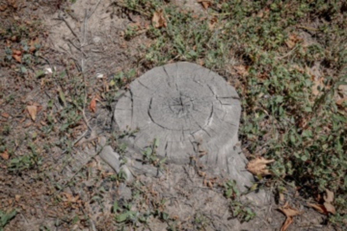 قطع سریالی درختان میدان آزادی