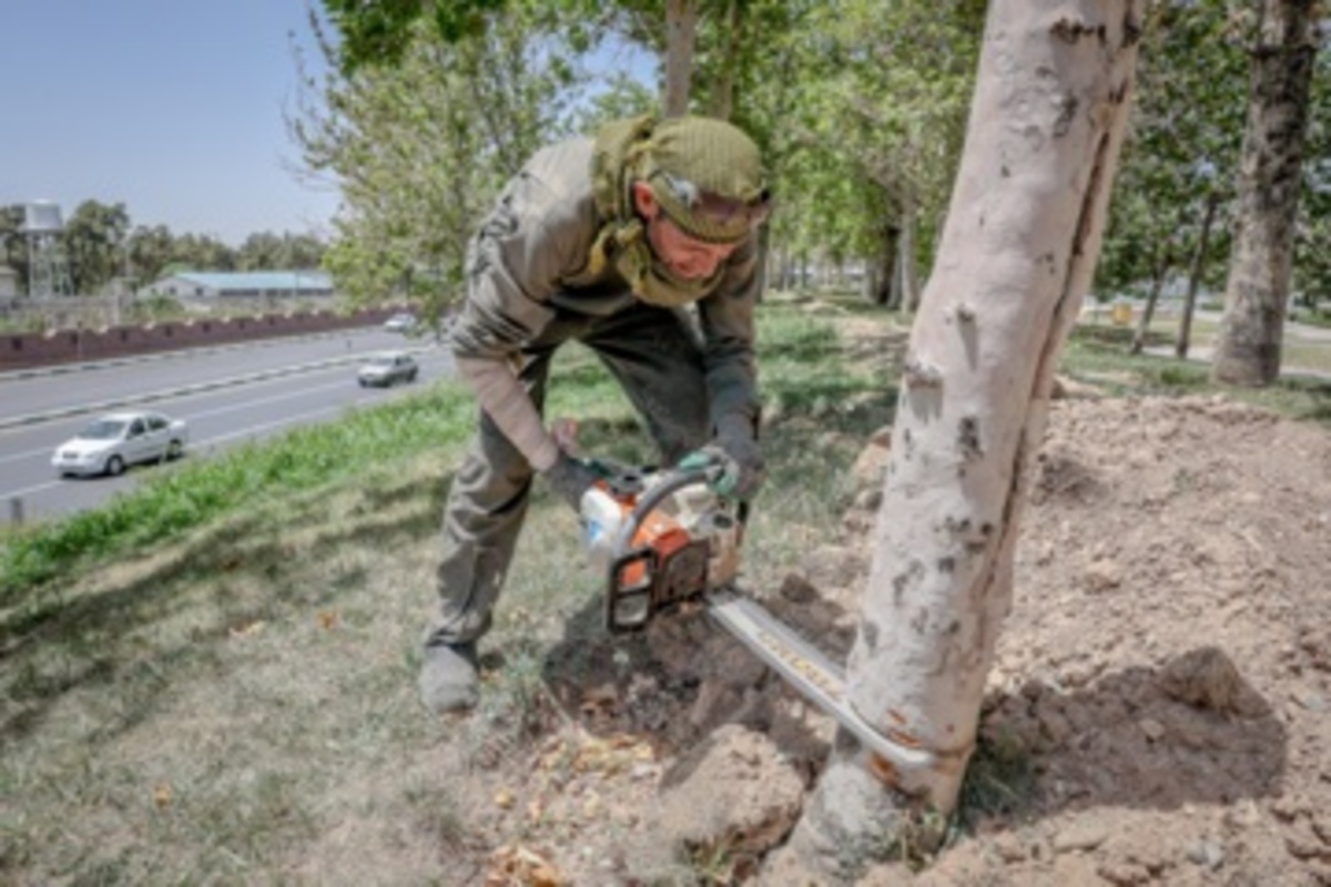 قطع سریالی درختان میدان آزادی