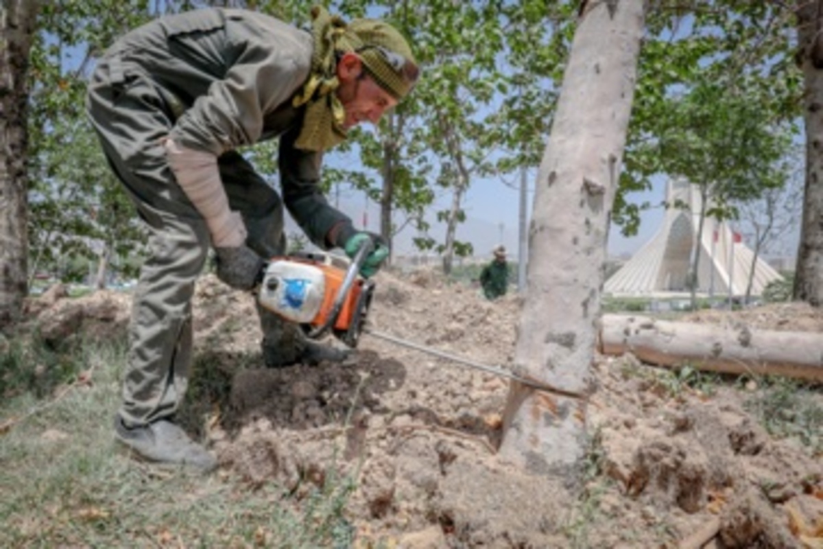 قطع سریالی درختان میدان آزادی