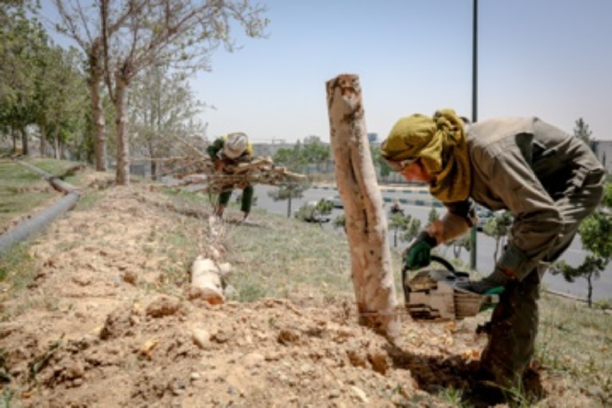 قطع سریالی درختان میدان آزادی