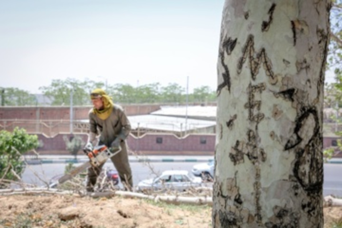 قطع سریالی درختان میدان آزادی