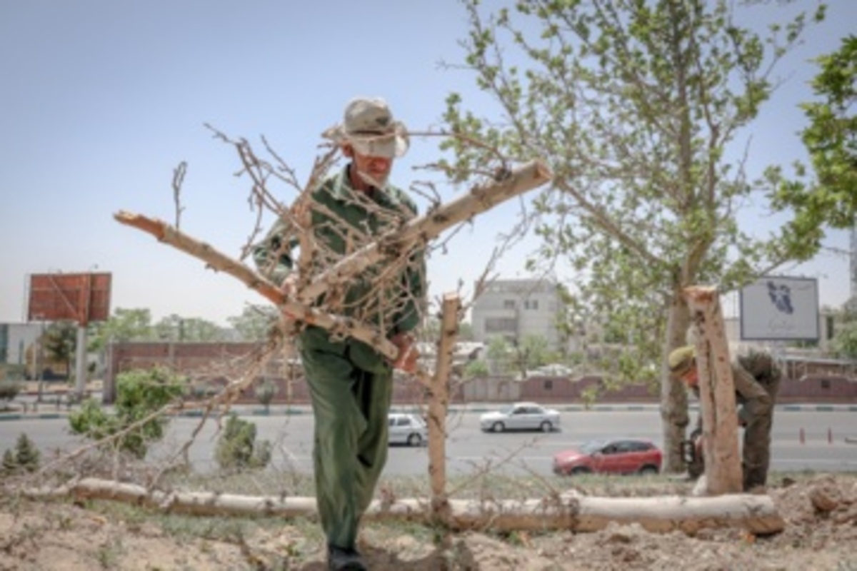 قطع سریالی درختان میدان آزادی
