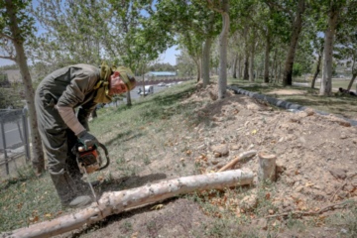 قطع سریالی درختان میدان آزادی