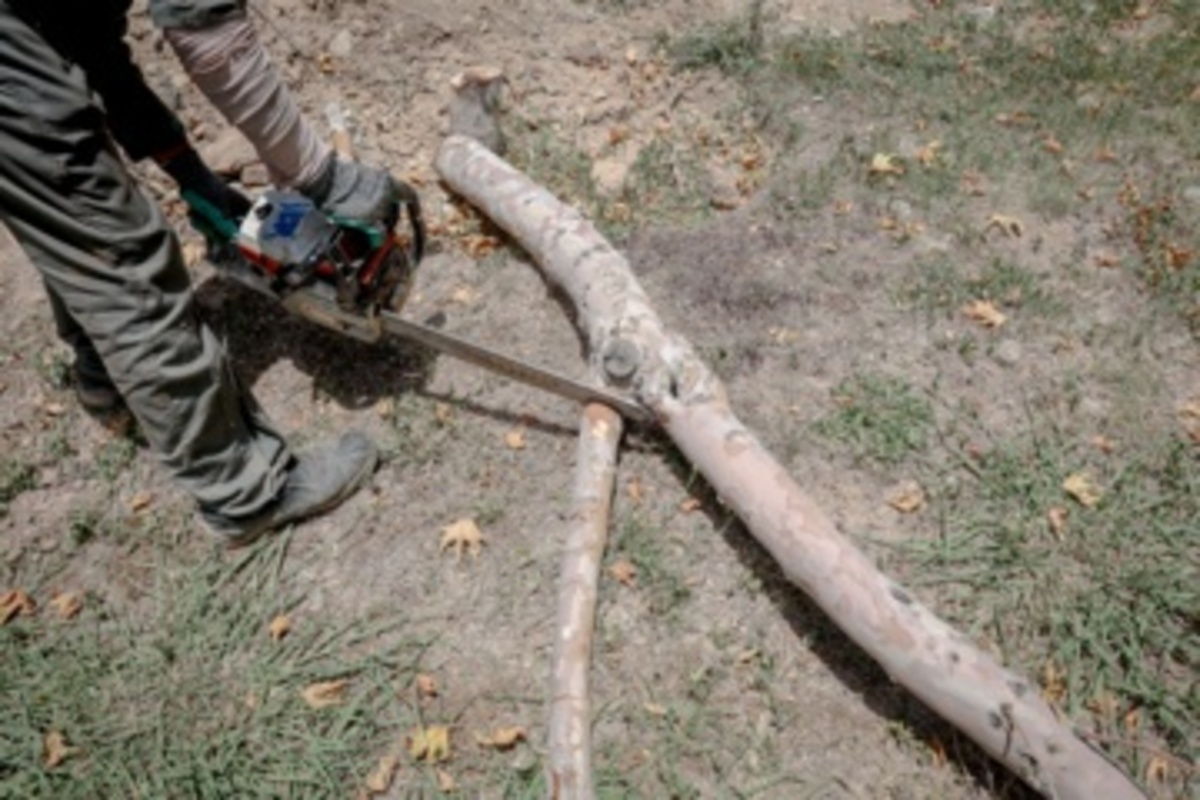 قطع سریالی درختان میدان آزادی