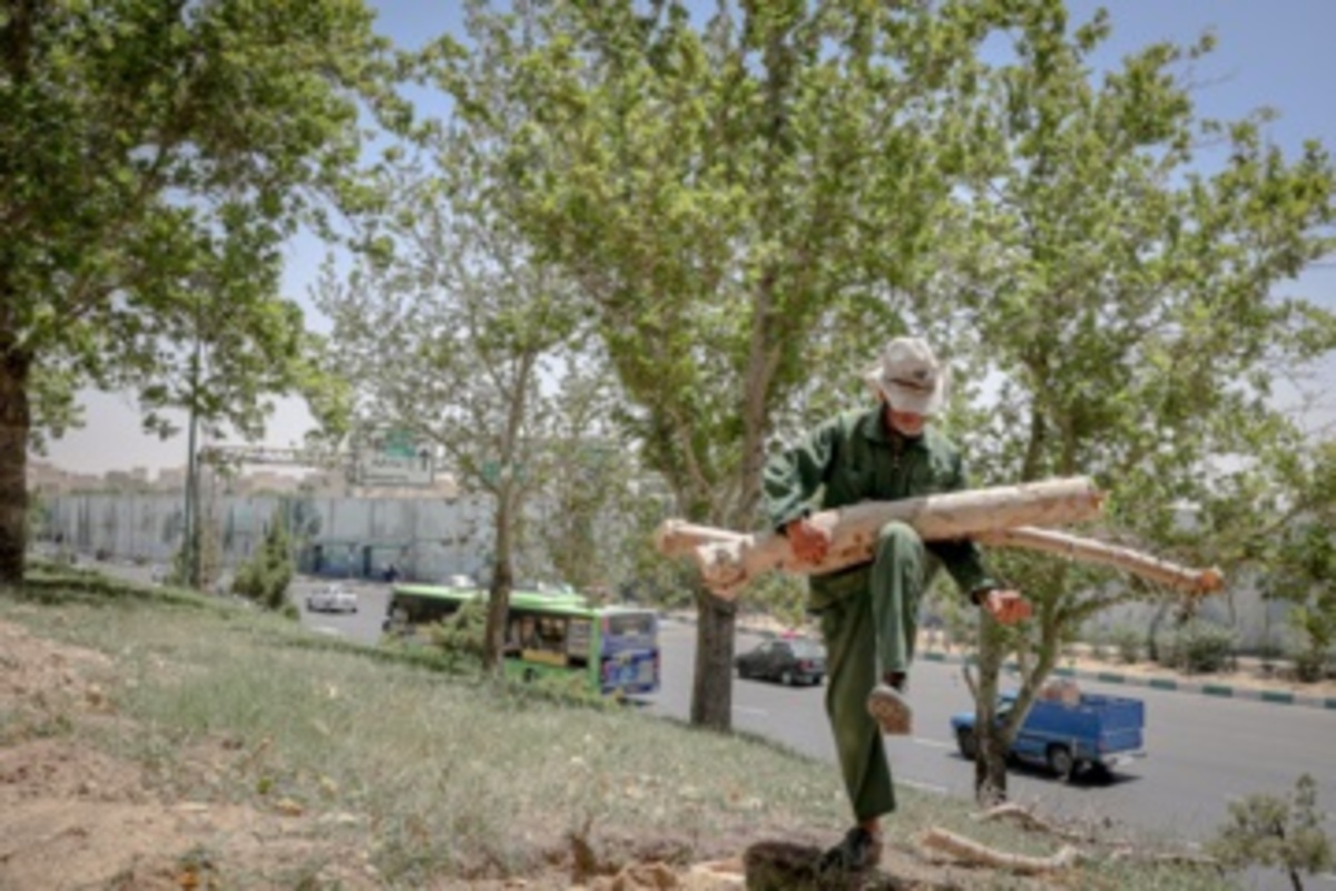 قطع سریالی درختان میدان آزادی