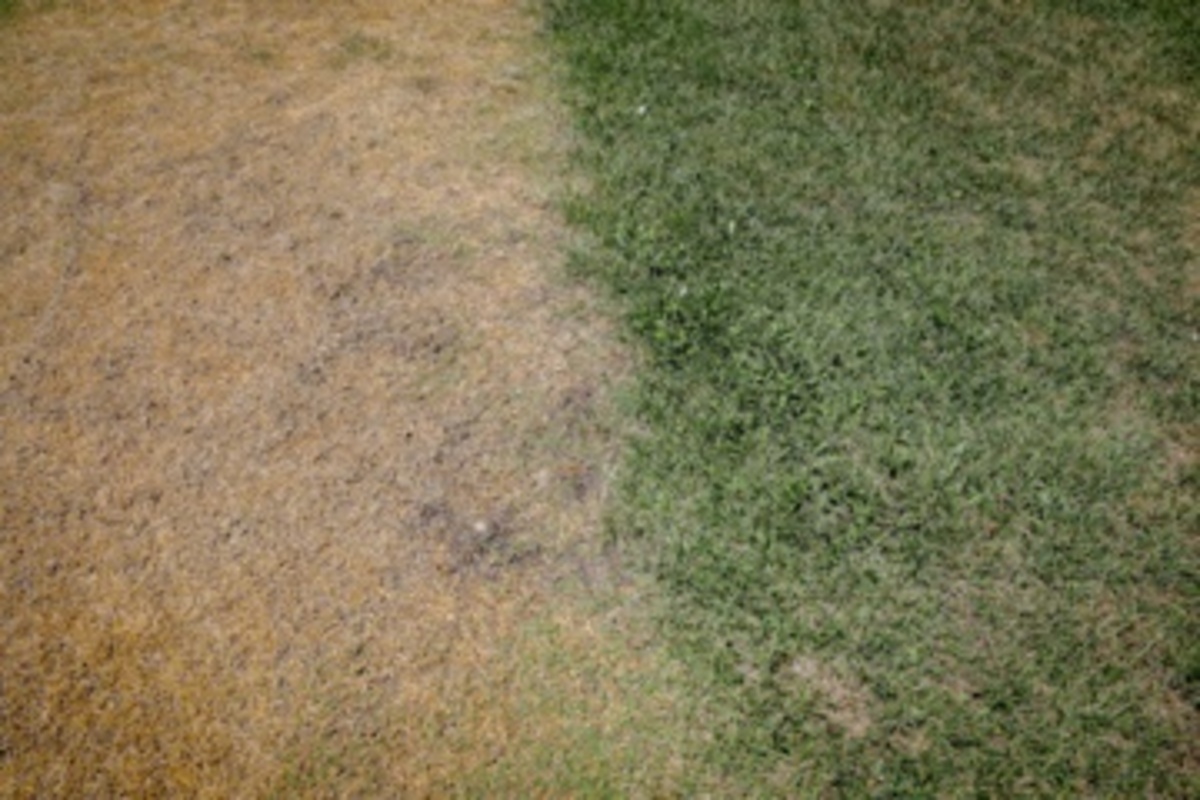 قطع سریالی درختان میدان آزادی