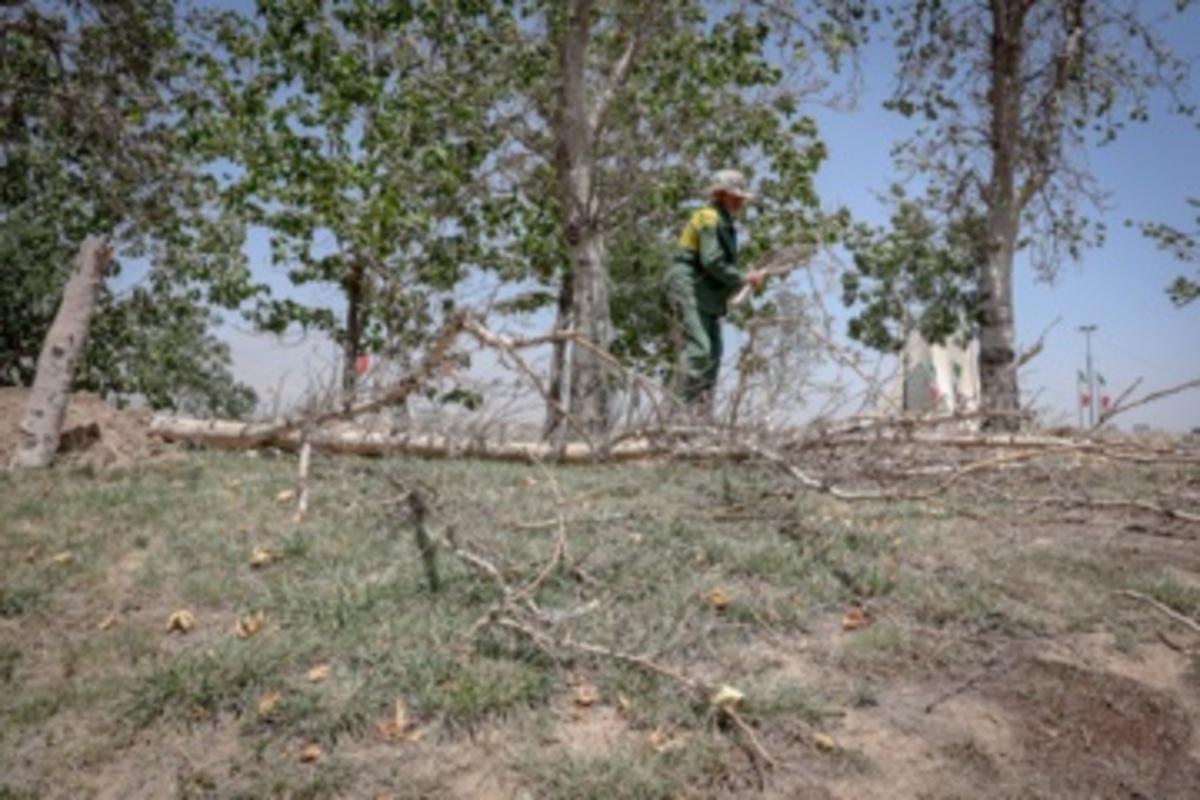 قطع سریالی درختان میدان آزادی