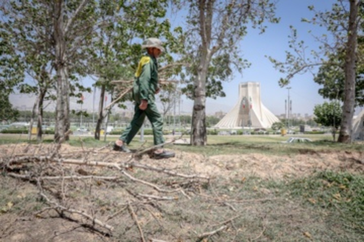 قطع سریالی درختان میدان آزادی