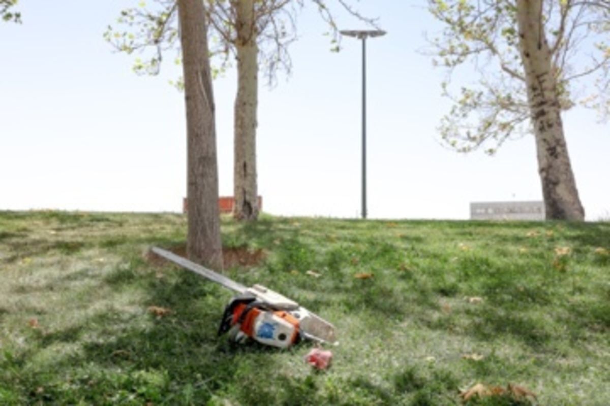 قطع سریالی درختان میدان آزادی