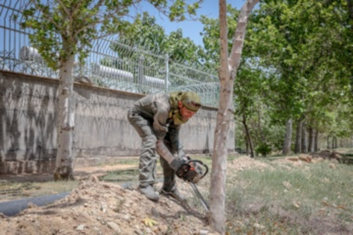 قطع سریالی درختان میدان آزادی