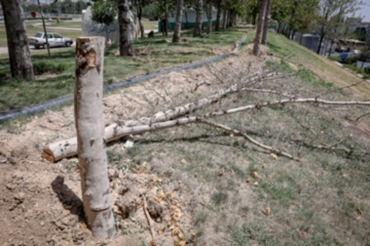 قطع سریالی درختان میدان آزادی