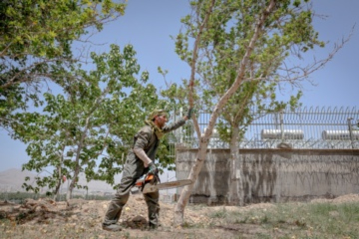 قطع سریالی درختان میدان آزادی