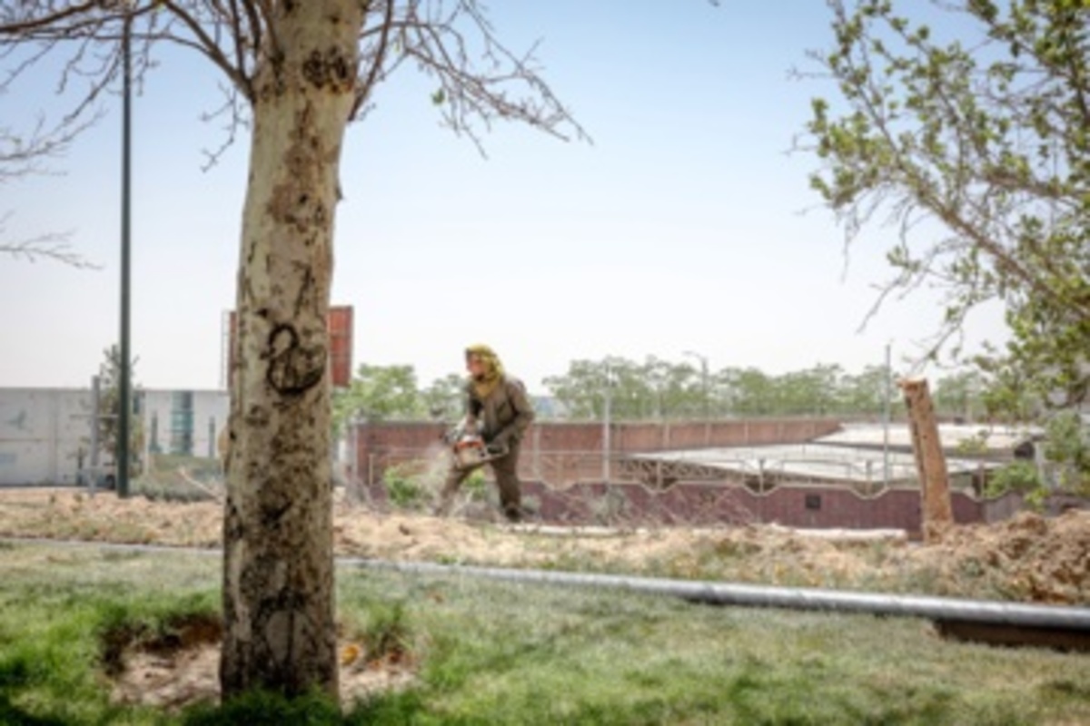 قطع سریالی درختان میدان آزادی