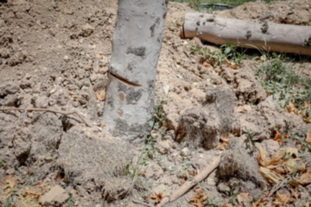 قطع سریالی درختان میدان آزادی