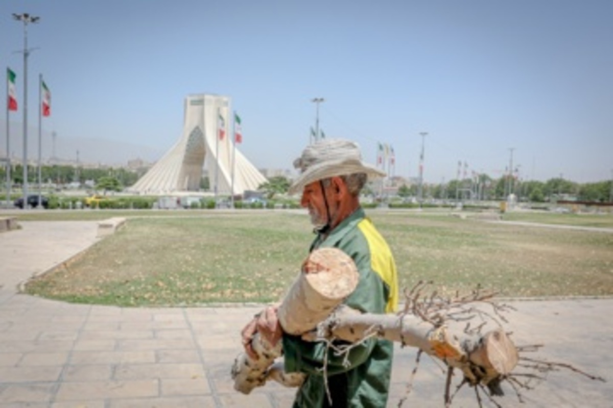 قطع سریالی درختان میدان آزادی