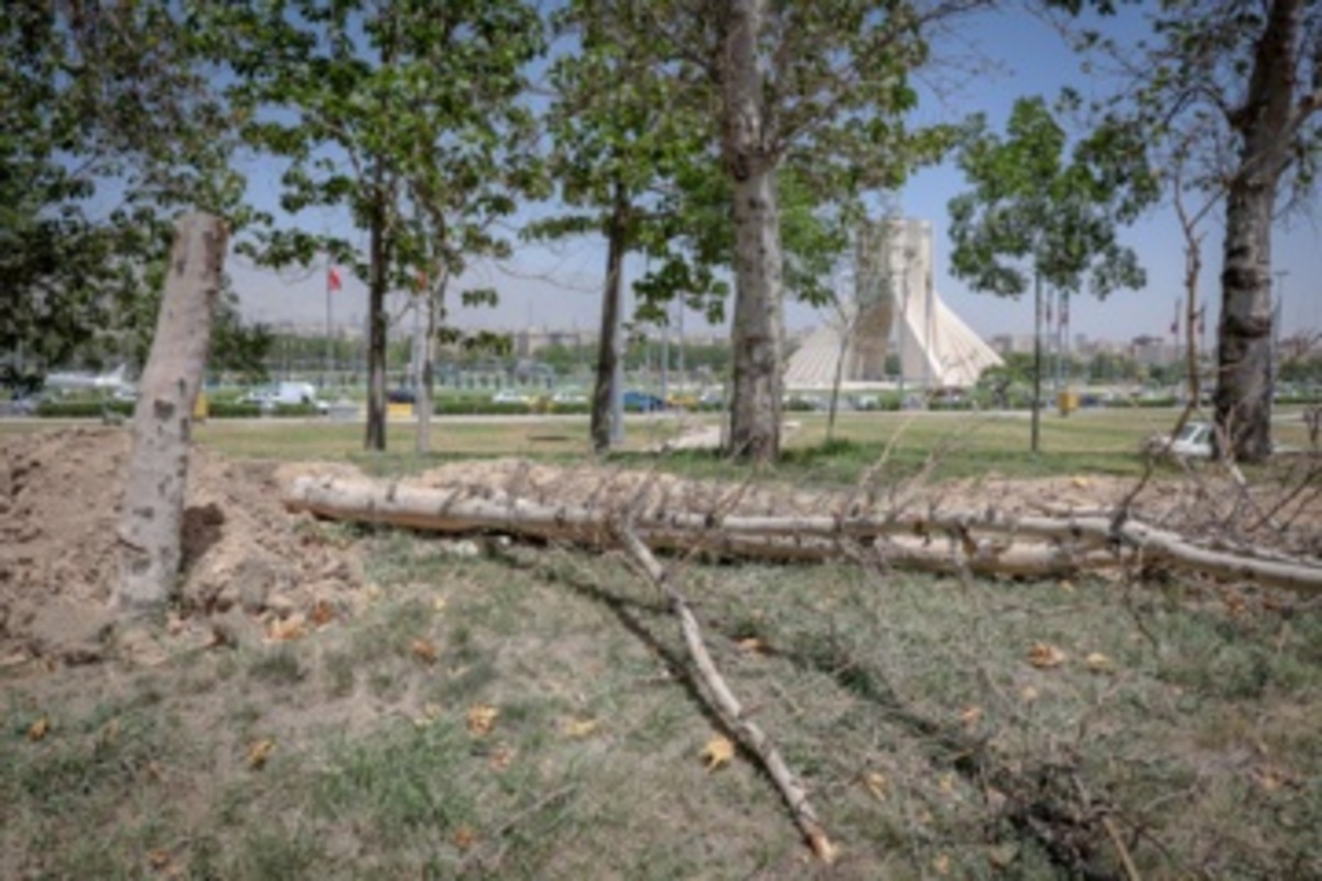 قطع سریالی درختان میدان آزادی