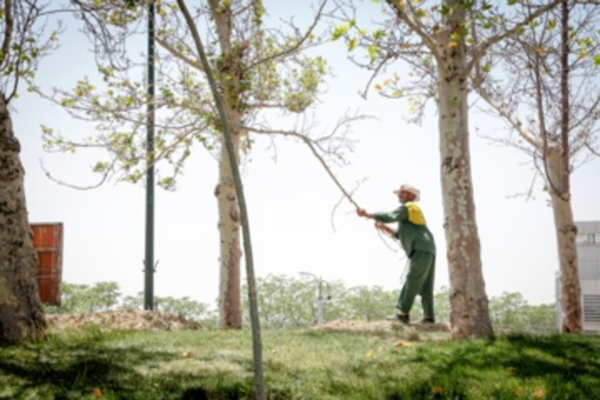 قطع سریالی درختان میدان آزادی