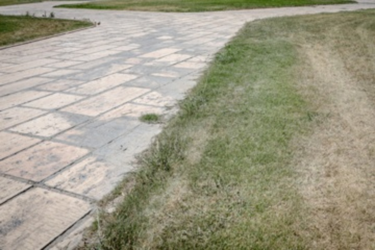 قطع سریالی درختان میدان آزادی