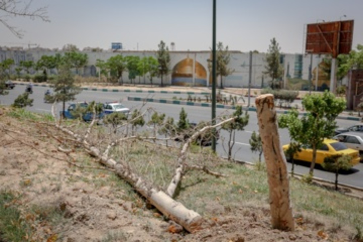 قطع سریالی درختان میدان آزادی