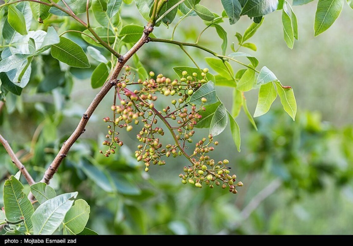 دره جرمی ارومیه