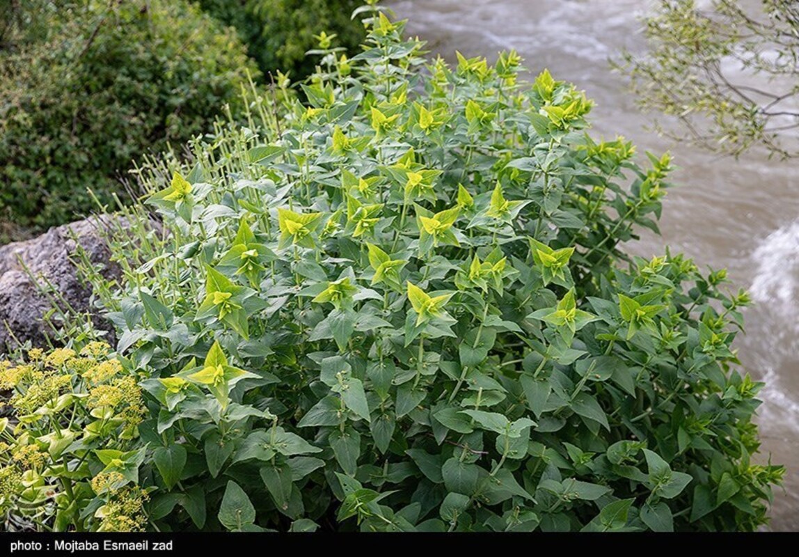دره جرمی ارومیه