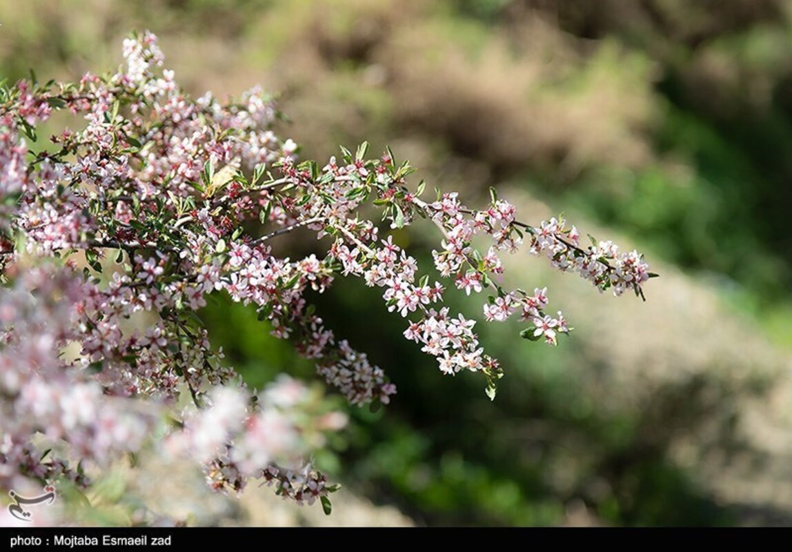 دره جرمی ارومیه