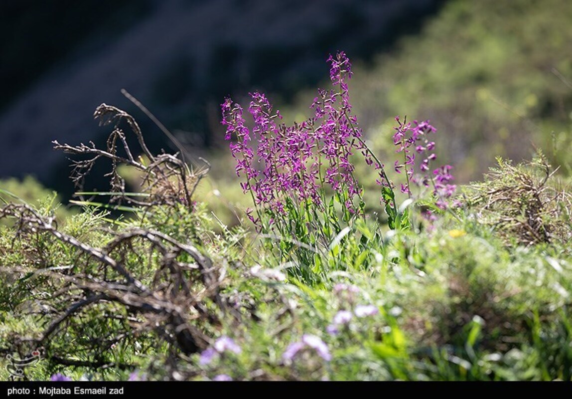 دره جرمی ارومیه