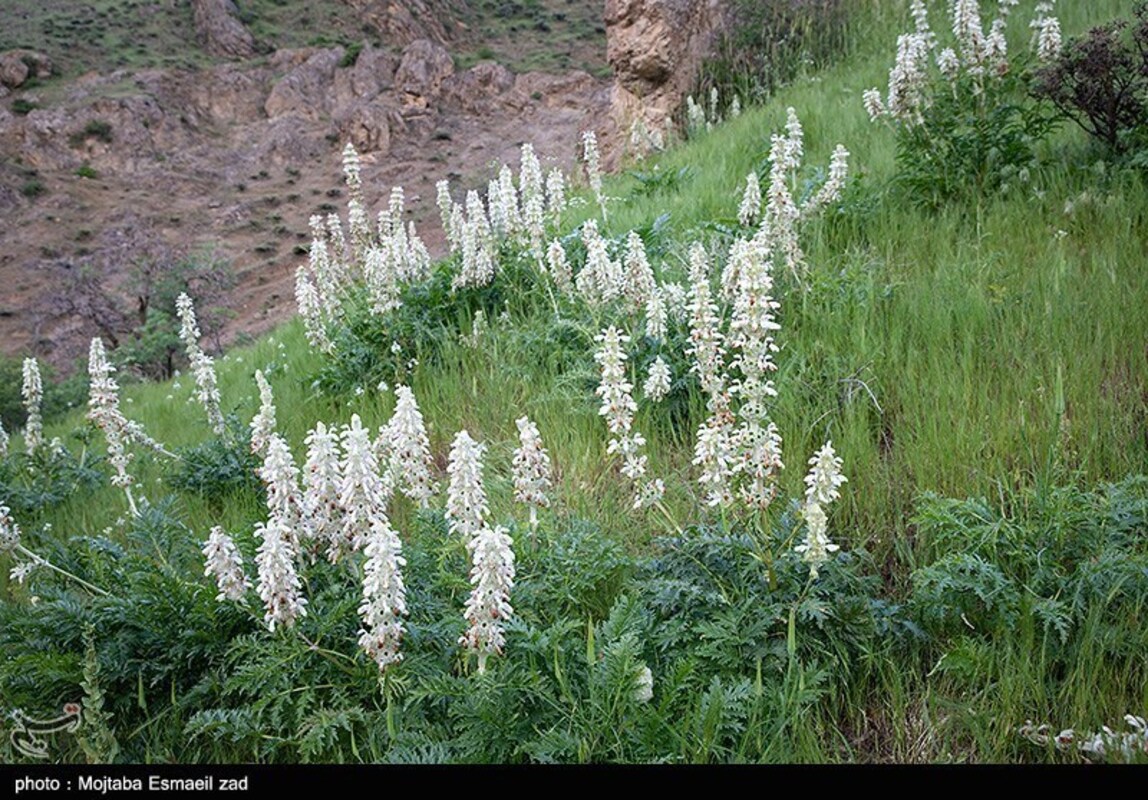 دره جرمی ارومیه