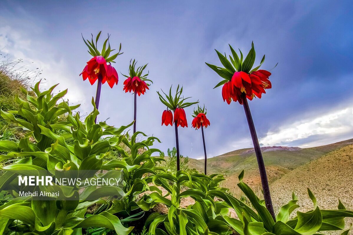جذاب ترین تصاویر اردیبهشت ۱۴۰۴ ایران