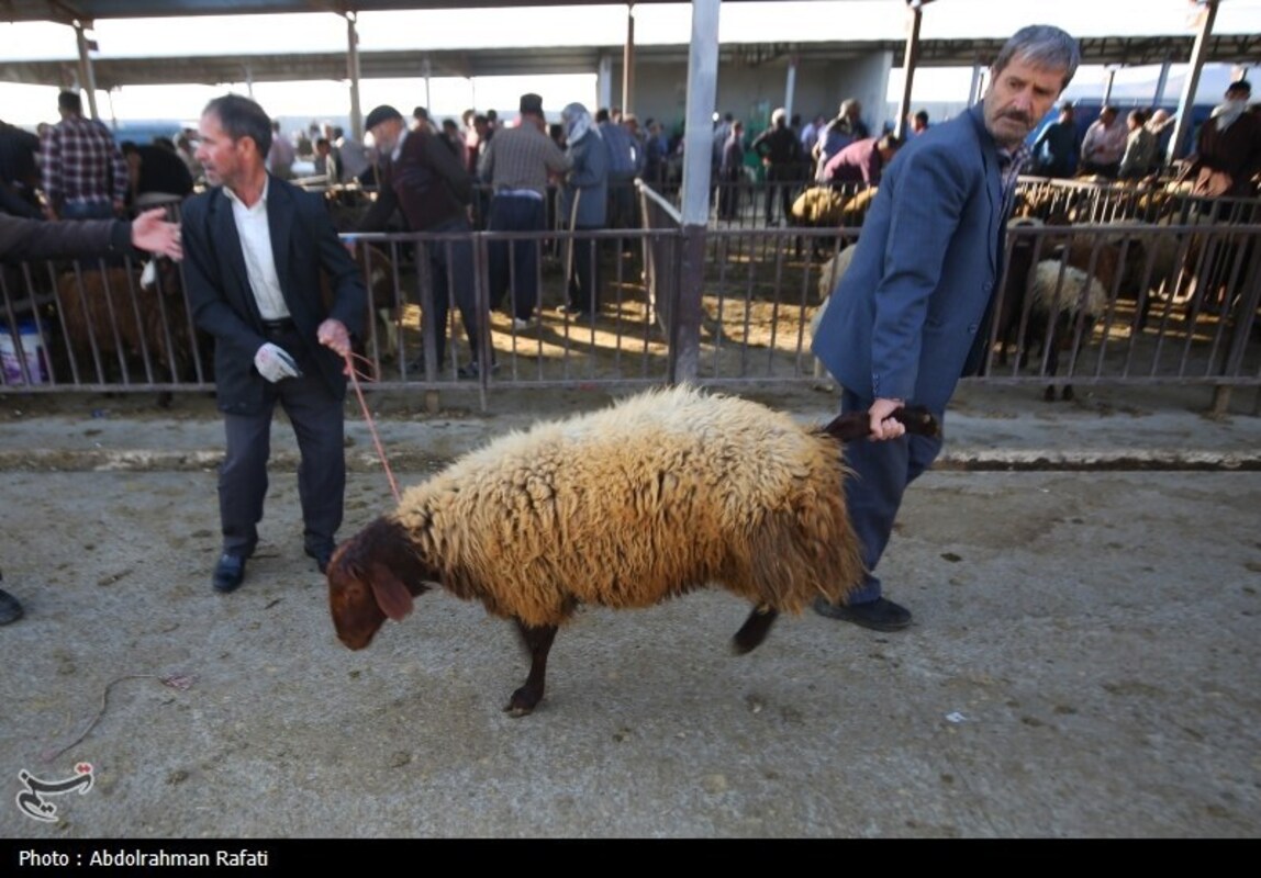 بازار فروش دام در آستانه عید قربان