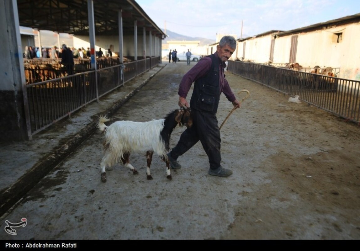 بازار فروش دام در آستانه عید قربان