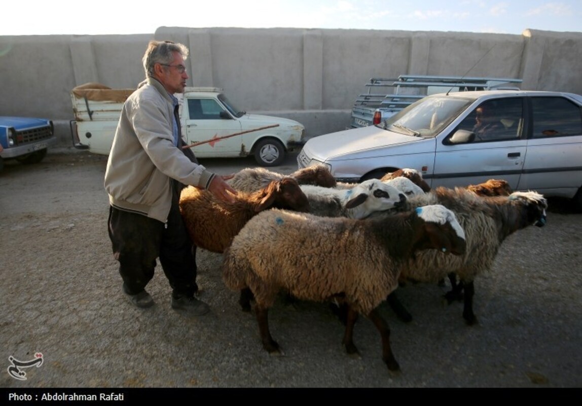 بازار فروش دام در آستانه عید قربان