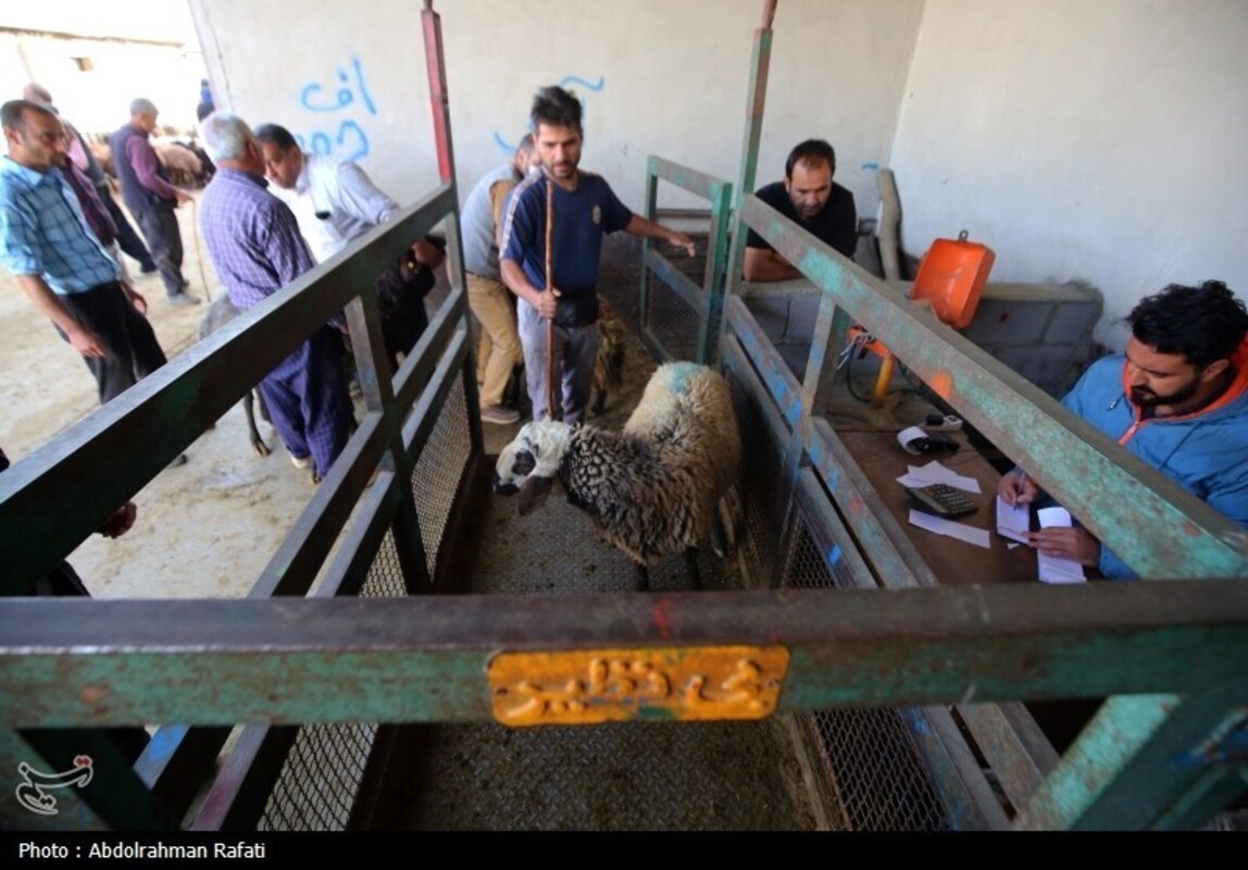 بازار فروش دام در آستانه عید قربان