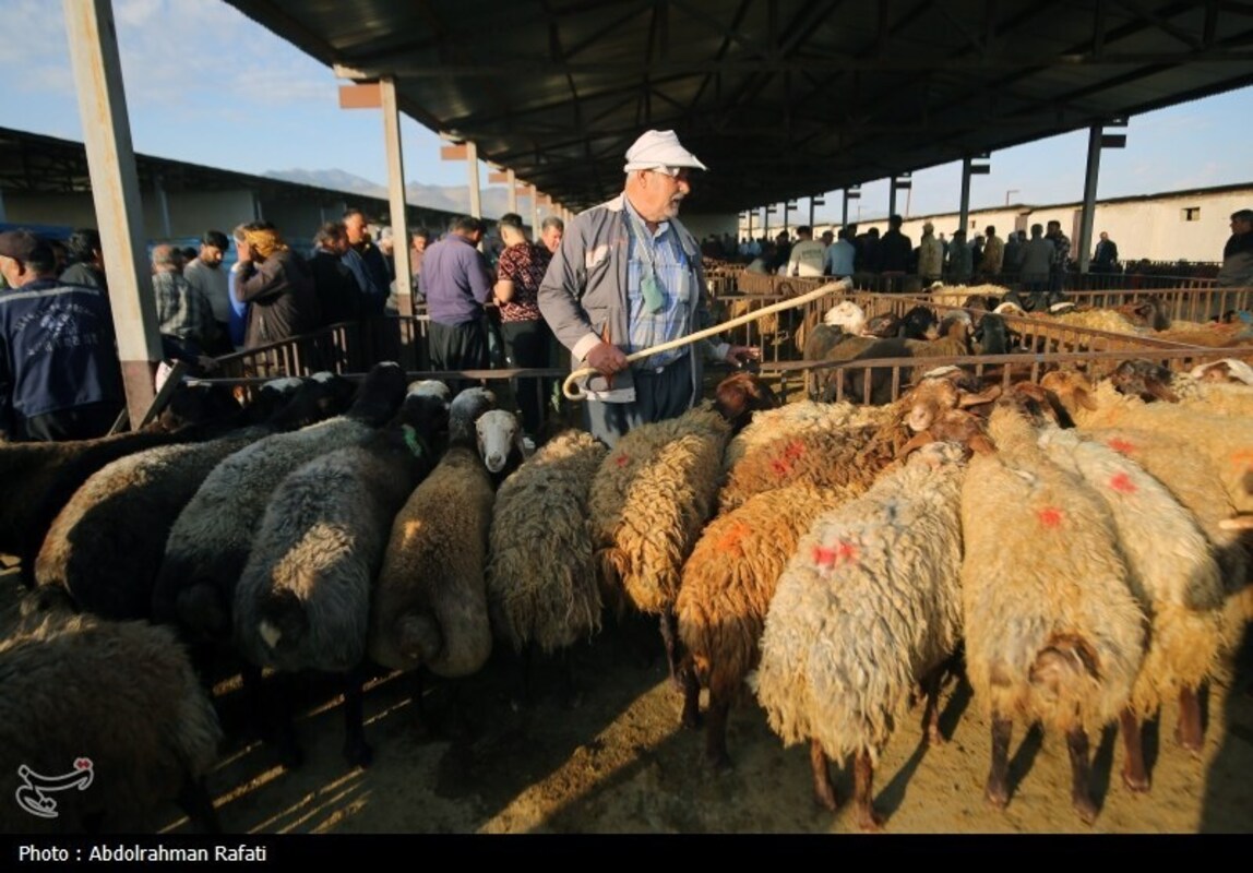 بازار فروش دام در آستانه عید قربان