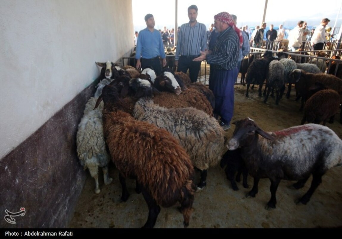 بازار فروش دام در آستانه عید قربان