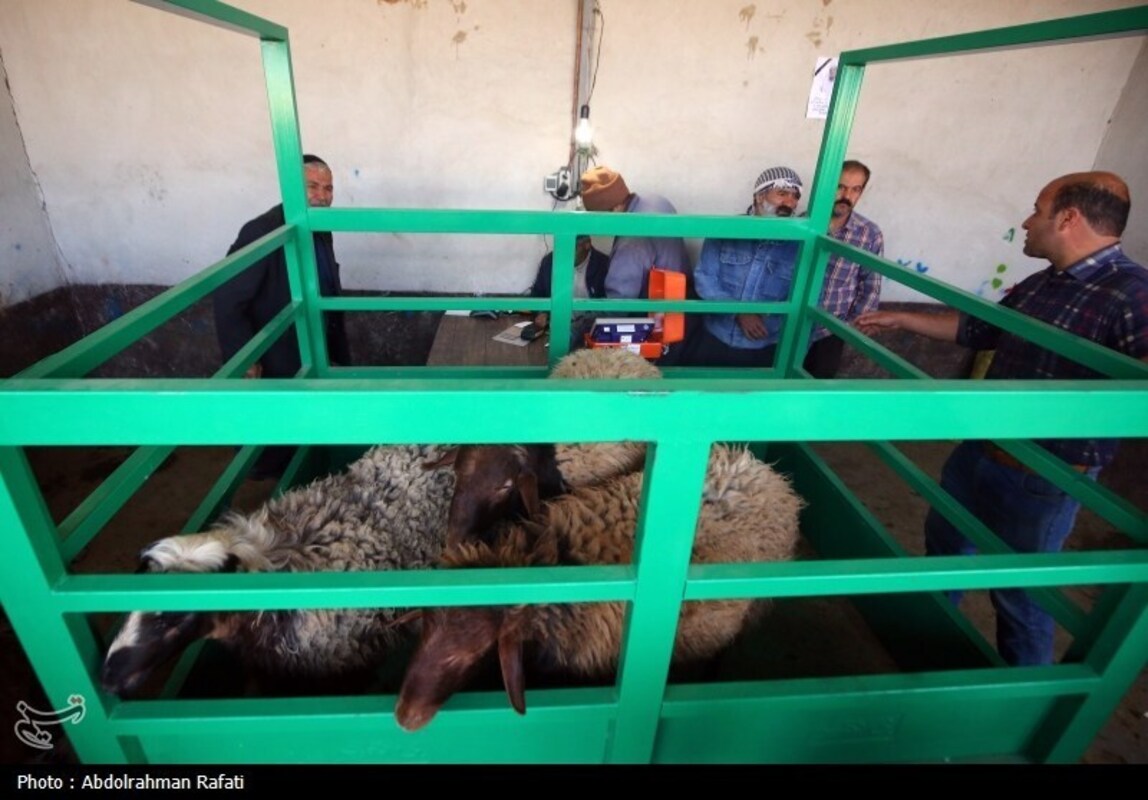 بازار فروش دام در آستانه عید قربان