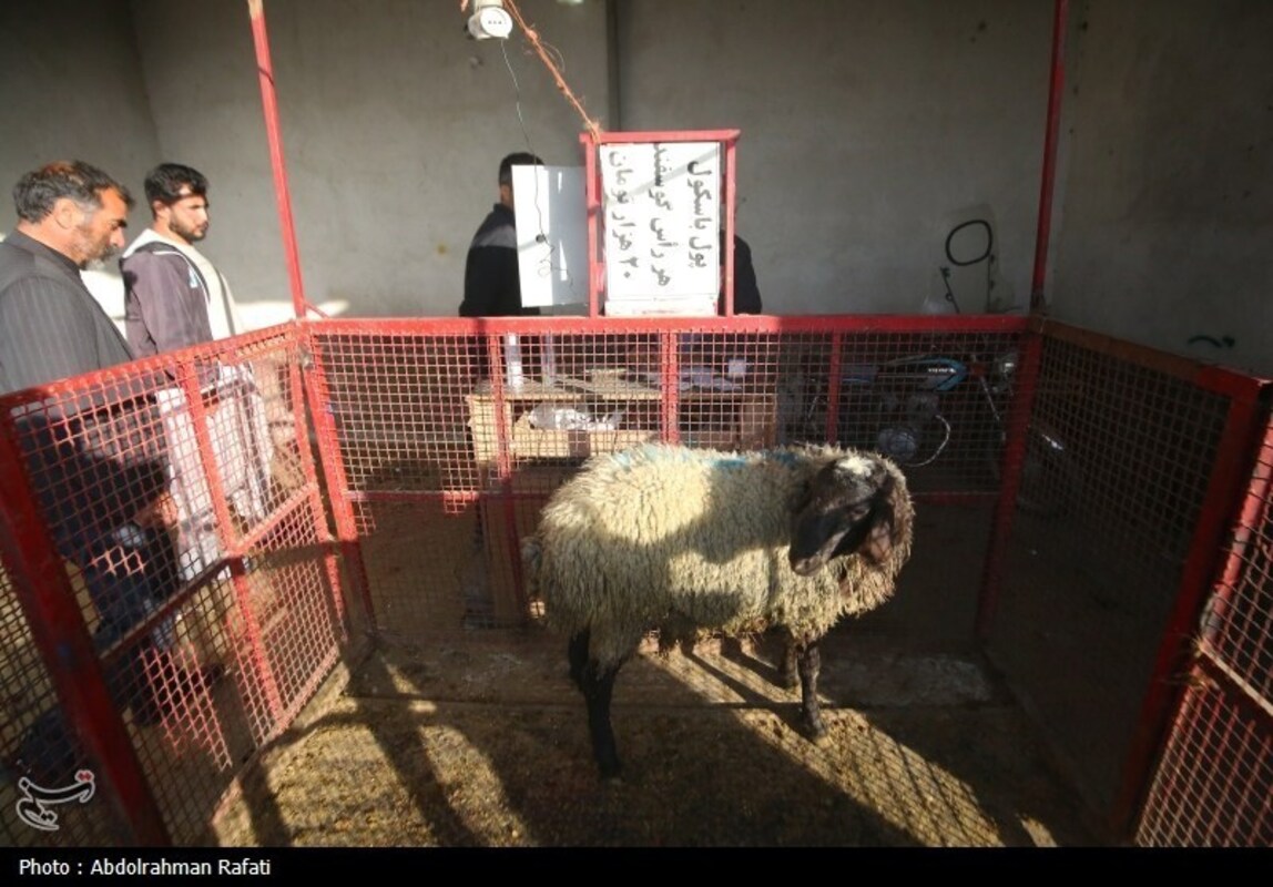 بازار فروش دام در آستانه عید قربان